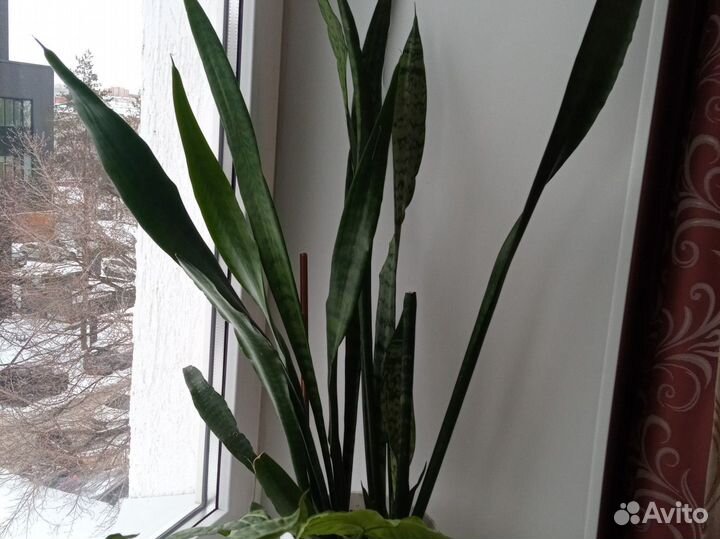 Сансевиерия или тёщин языка