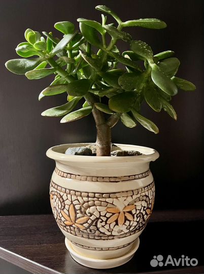 Толстянка, крассула, денежное дерево