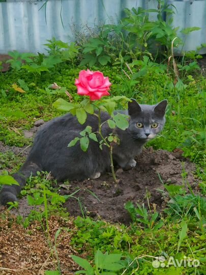 Кошка в добрые руки