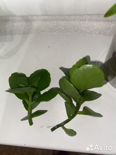 Черенки каланхоэ