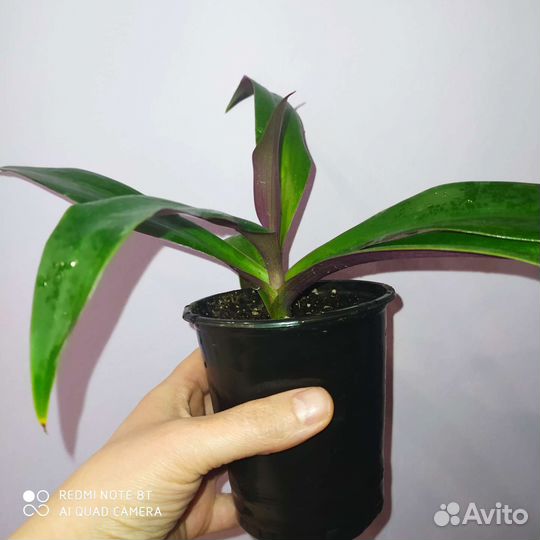 Традесканция рео