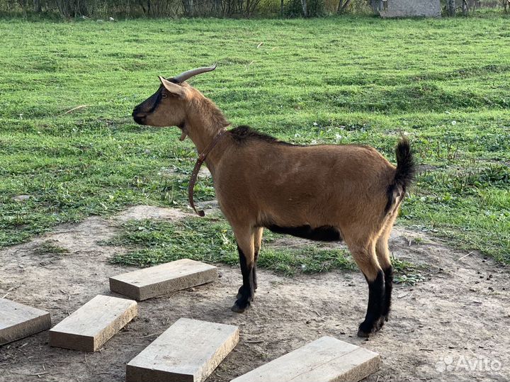 Камерунская чистопородная в разведение