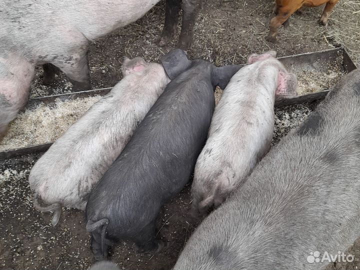 Продаю поросят месяц и ниделя
