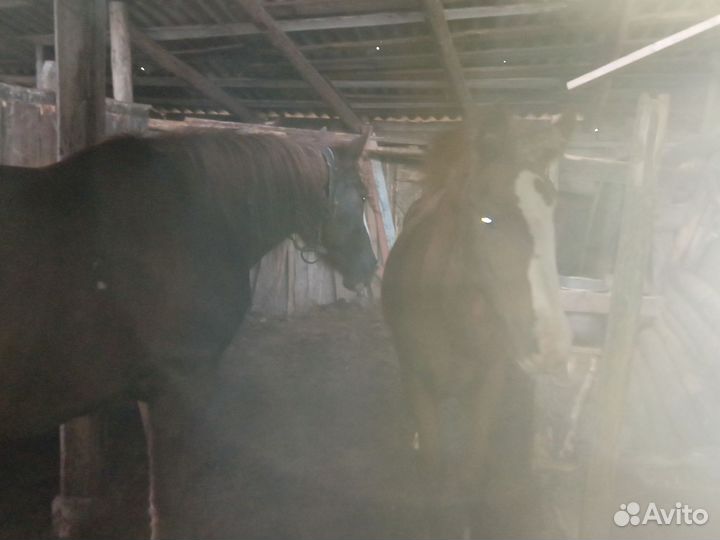 Кобыла с жеребёнком