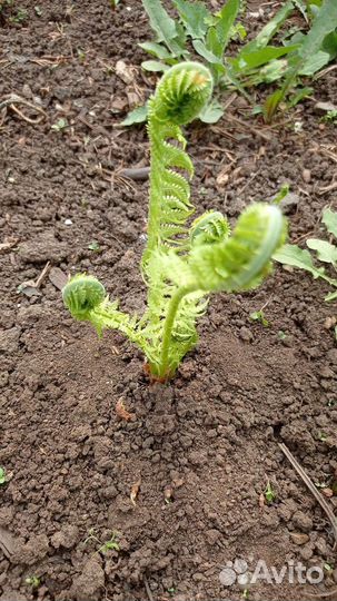 Папоротник растения