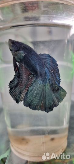 Рыбка петушок