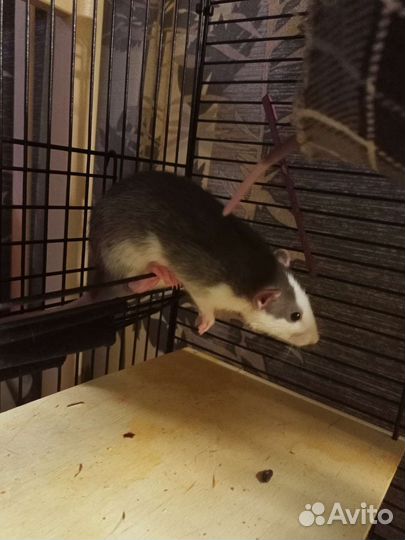 Крысята самцы 150