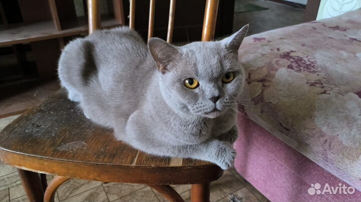 Британская