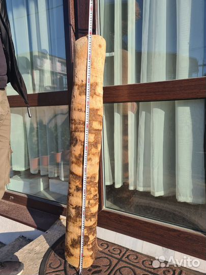 Дрифтвуд стволы пальм