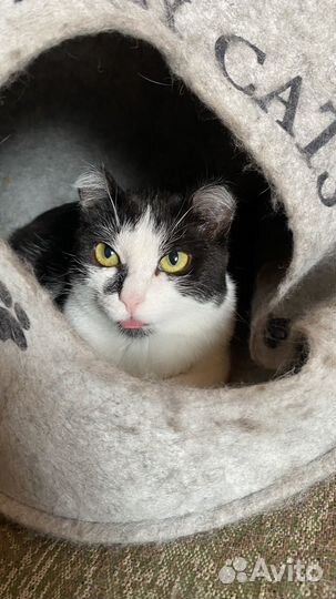 Молодая кошка