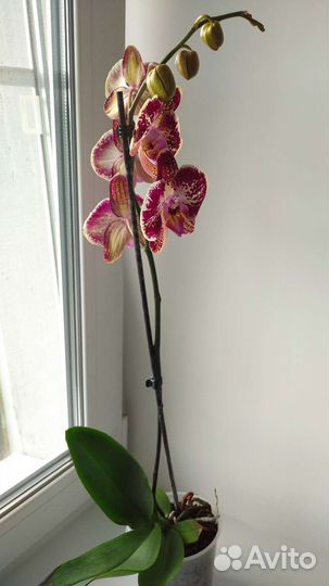Орхидея фаленопсис