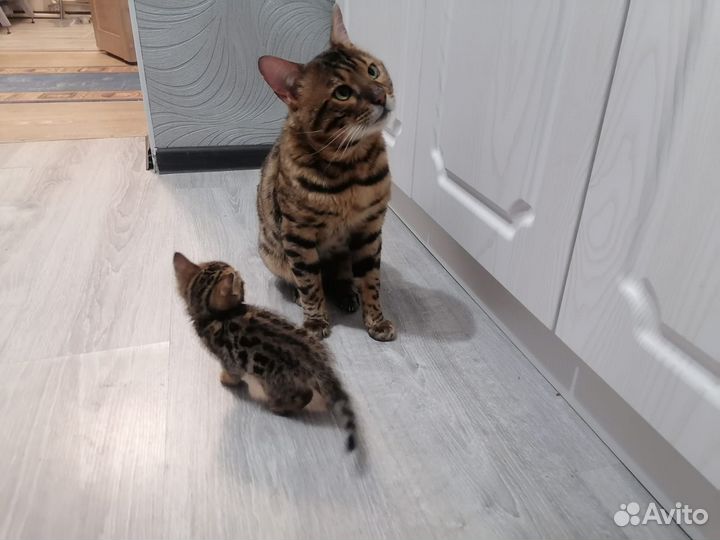 Бенгальский кот