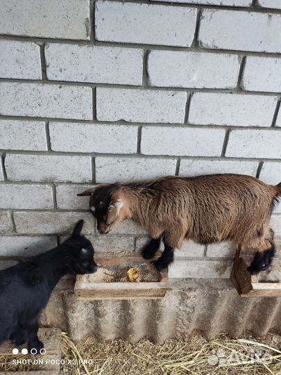 Камерунские козлята