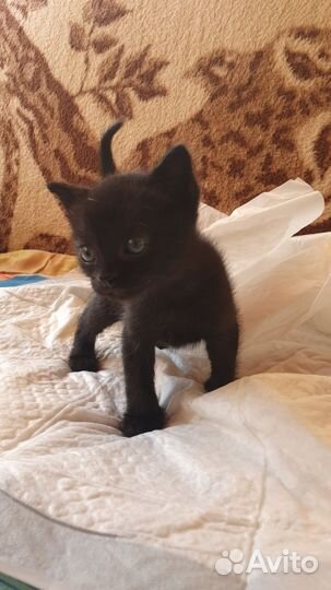Кошка в дар бесплатно
