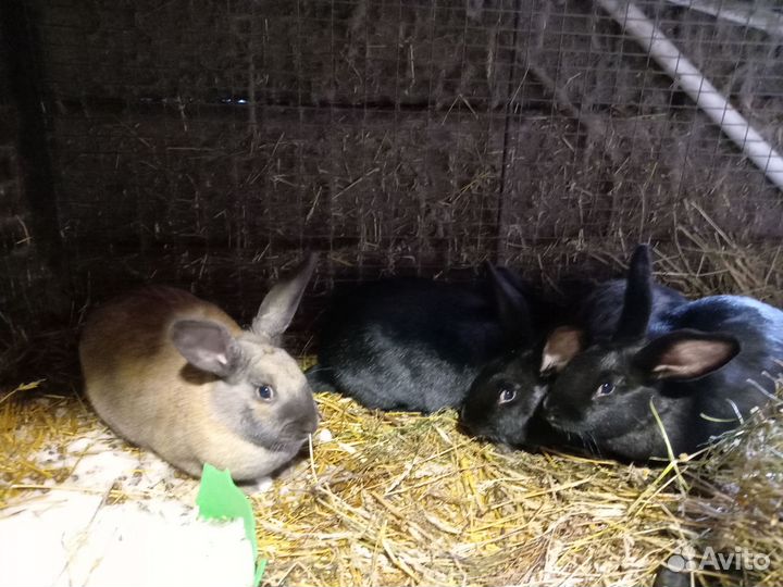 Продам взрослых кроликов, есть мальчики и девочки