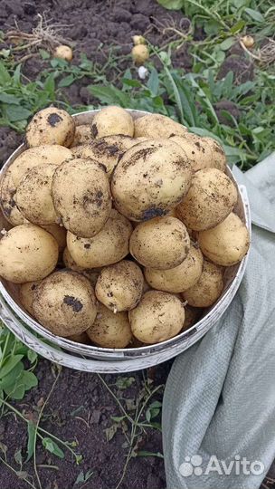 Продам картофель