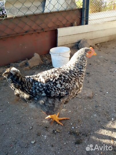 Петушки молодые