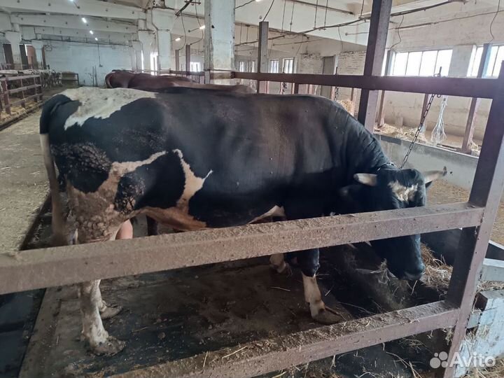 Быки на мясо живым весом