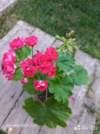 Герань пеларгония розебудная