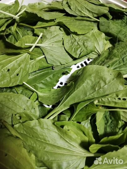 Подорожник большой лист. Семижильник