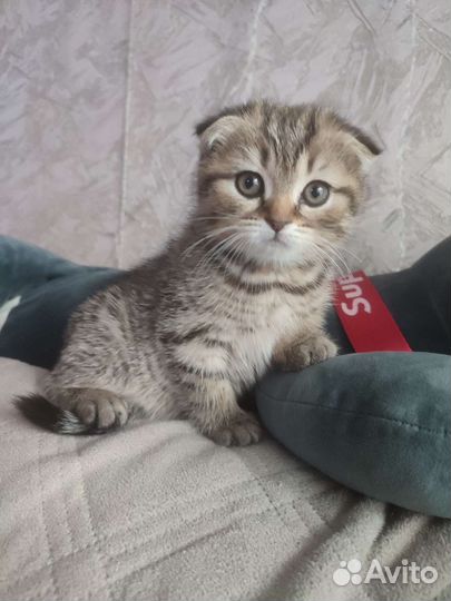 Шотландские котята