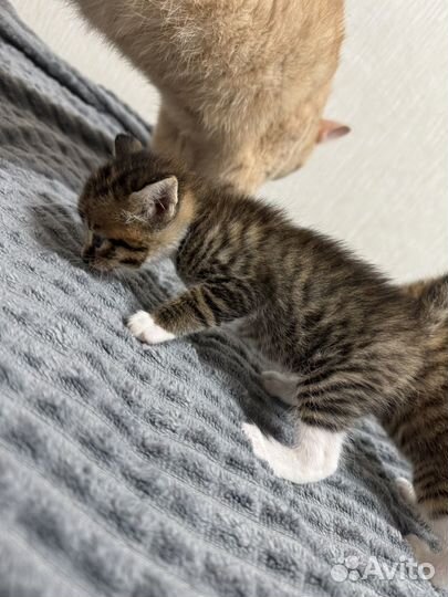 Отдам котят в добрые руки