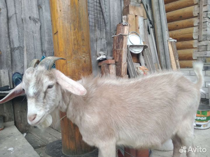 Молодой козел, дойные козы