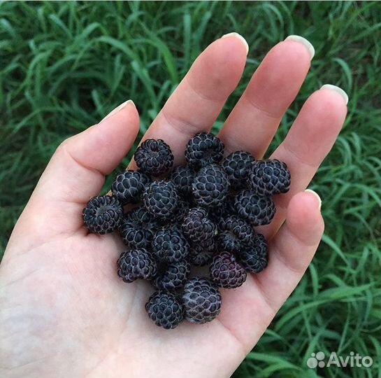 Саженцы: малина, ежевика, киви,клубника