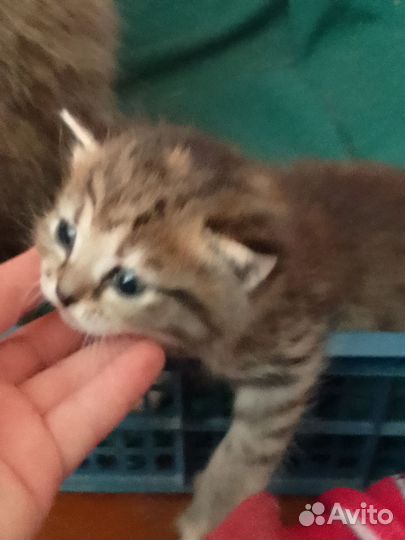 Кошка сибирска