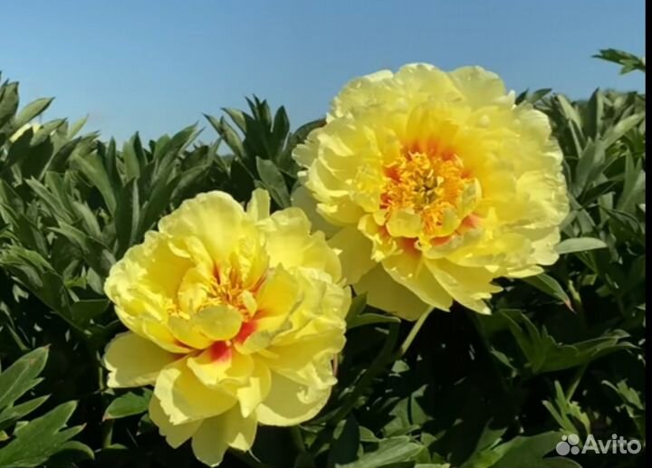 Пион Бартзелла