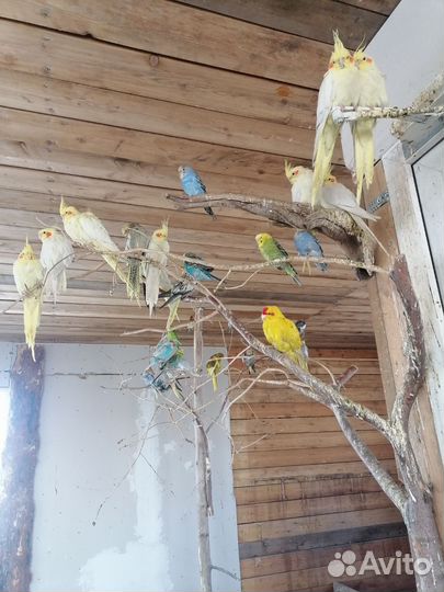Попугай корелла, волнистый