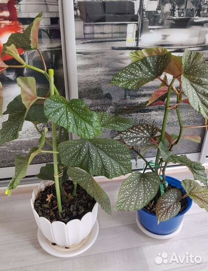 Бегония пятнистая