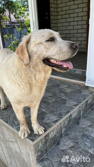 Кобель лабрадора вязка