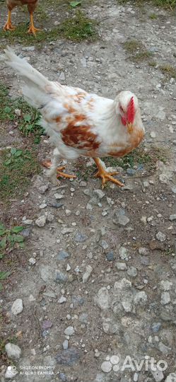 Молодые петушки