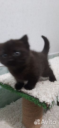 Черный котенок