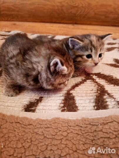Отдам котят в добрые руки