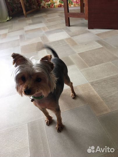 Йоркширский терьер девочка мини