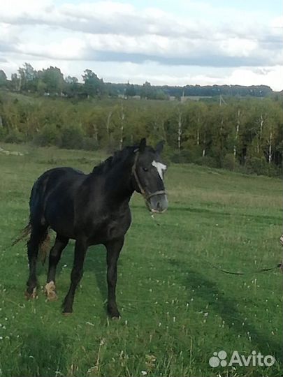 Жеребец 3х лет