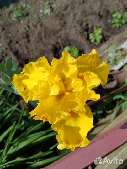 Ирисы. Разные сорта