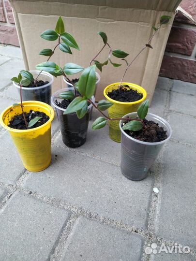 Традесканции сортовые