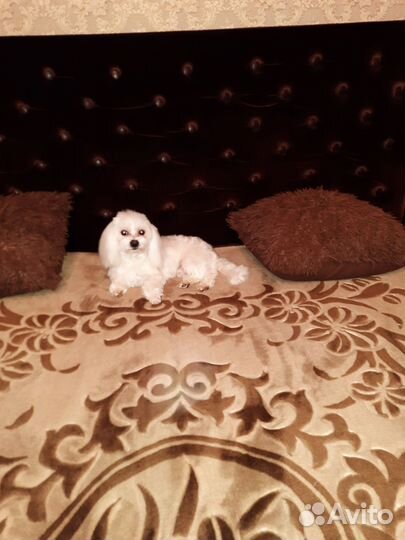 Мальтийская болонка