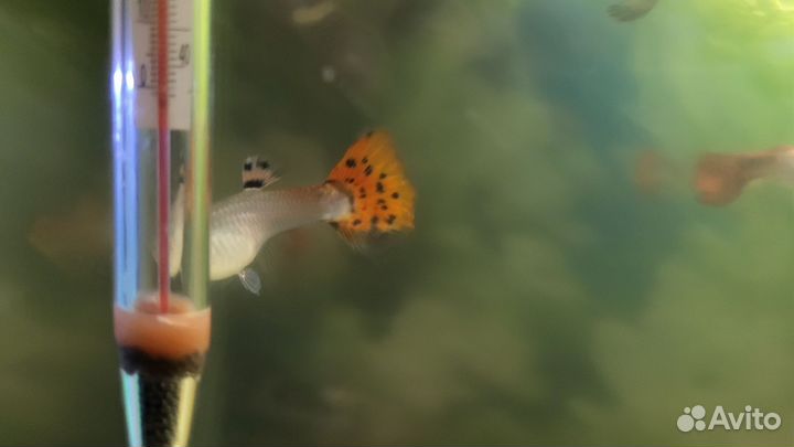 Аквариумные рыбки гуппи