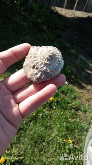 Окаменелости аммониты