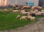 Овцы бараны полукурдючные