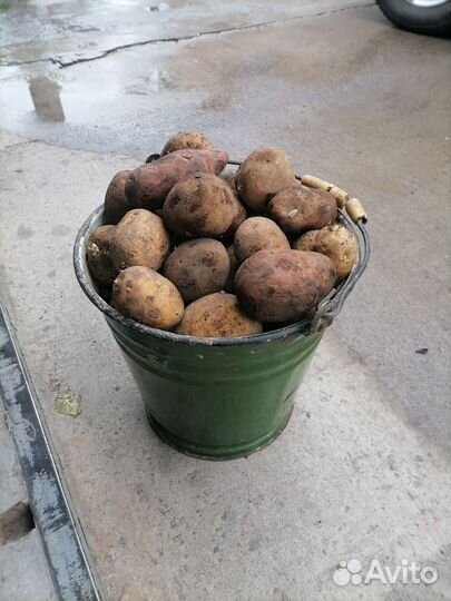 Продам картофель