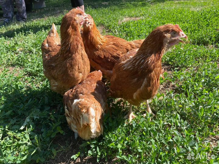 Куры молодки