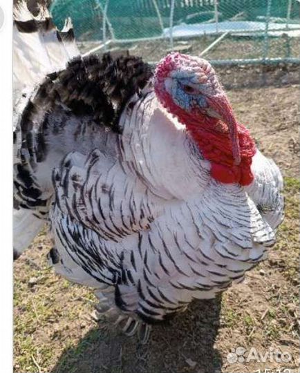 Инкубационное яйцо индейки