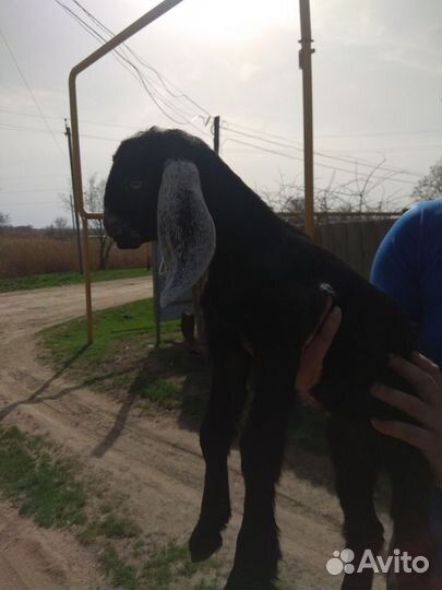 Козлята нубо-камори