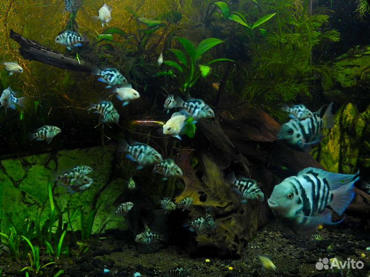 Аквариумные рыбки