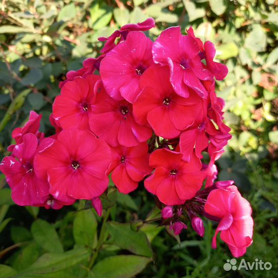 Флоксы многолетние